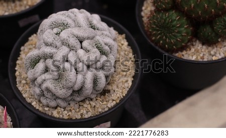 Cactus cultivar Mammillaria elongata cristata, a sun-tolerant plant.