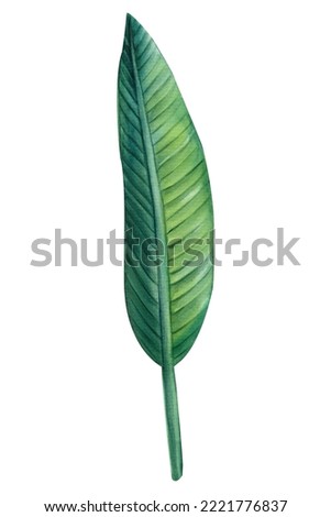Green leaf. Strelitzia on isolated background, hand drawn watercolor botanical painting.