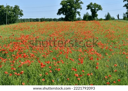 The picture shows a green field on which poppy flowers grow in red.
