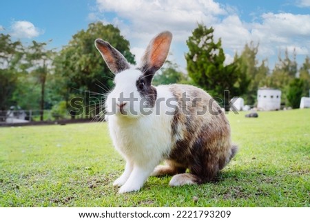 Cute little bunny sitting on green grass in summer with natural trees in the background in the evening. Cute little bunny playing in the garden, Little rabbits are enjoying in the botanical fields