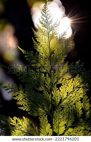 Green leaf, beautiful foliage placed against the sun forming a beautiful silhouette, selective focus.