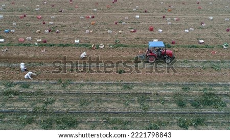 Farmers harvest sweet potatoes in the fields in North China