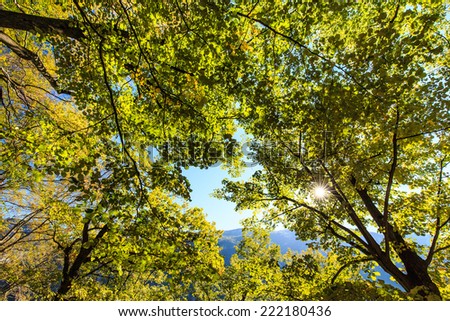 Lush green and yellow foliage, birch trees and clear sky in the forest in autumn