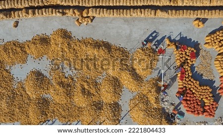 Farmers put air dried corn in fiber bags, North China
