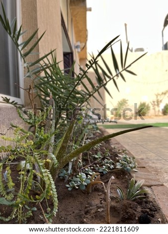 Picture of an inside house garden