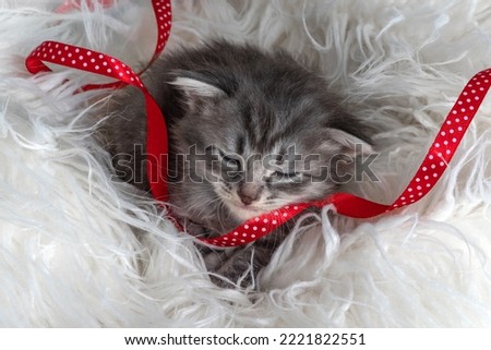 Sleeping Little kitten fortnightly age. Two week old Baby Cat. Funny Pet on a cozy white blanket. Cute pet lifestyle picture