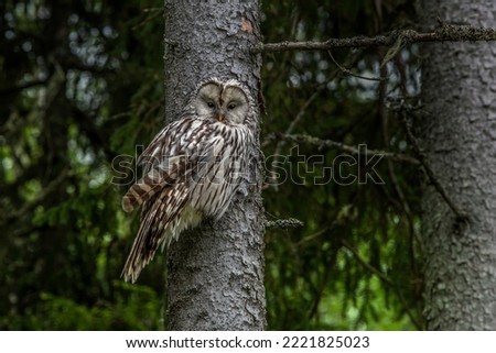 Brow and white picture of owl in forest 