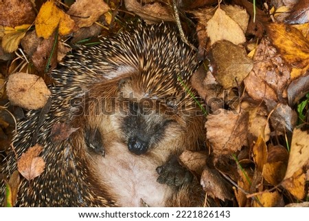 Hedgehog (Scientific name: Erinaceus Europaeus) wild, native, European hedgehog hibernating in natural woodland habitat. Curled into a ball in fallen Autumn leaves 