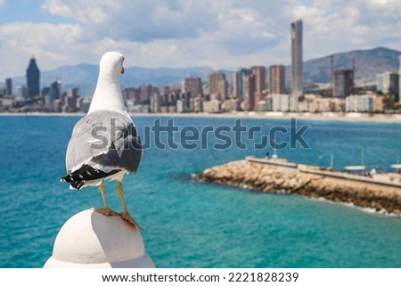 beautiful picture of sea gull