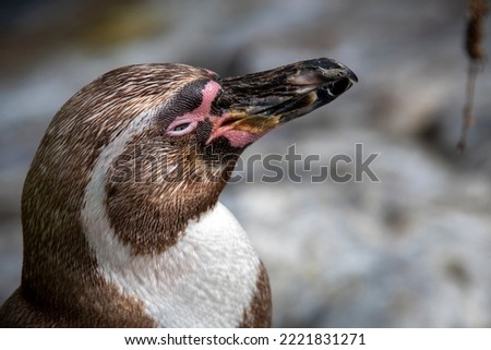 picture of Humboldt penguin

Bird