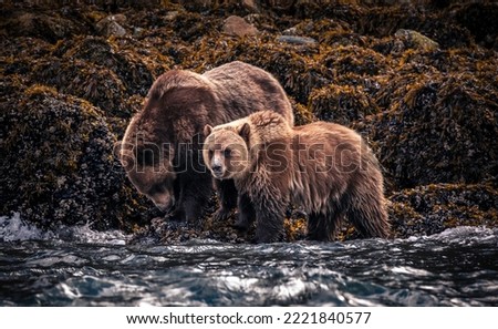 Grizzlys in the Wild on Vancouver Island