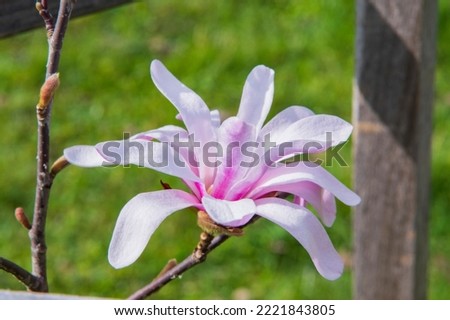 close-up: star magnolia rosea blossom with pale purple and white full-blown flower with pale red and yellow carpels captured sidewise upwards