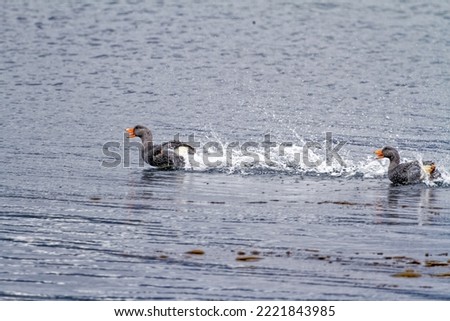 Flying Steamer Duck (Tachyeres patachonicus) - pair flying in Beagle Channel, Tierra Del Fuego National Park, Ushuaia, Argentina Royalty-Free Stock Photo #2221843985