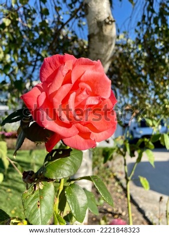 Top down, close up view of a blooming hybrid tea rose. This bloomed flower is a bright pink color.