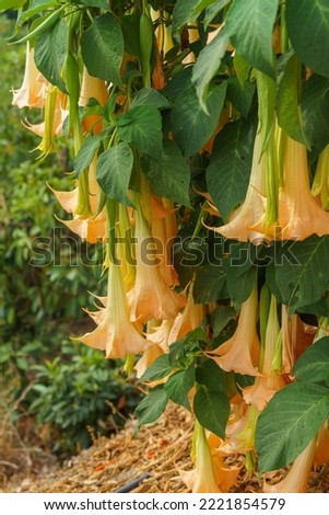 Brugmansia arborea, angel's trumpet, a flowering plant of the Solanaceae family. Cluster composed of several flowers of this species.