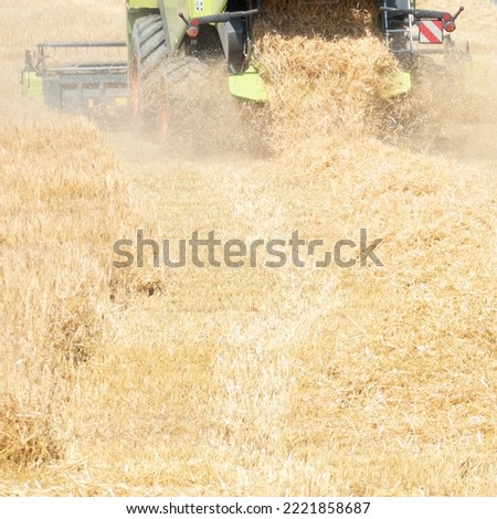 Detail of fresh threshed straw with parts of the harvester machine in the back of the picture. On the picture it is visible how the barley straw is placed on the field before being pressed.