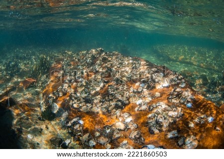 Oyster bed on the rock under the sunlight. Royalty-Free Stock Photo #2221860503