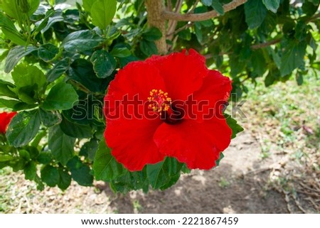 ibiscus flower in gardens of Cadiz. The meaning of La flor del ibisco has to do with the offering, to honor ancestors or visitors and also a demonstration of love for the land or people. Royalty-Free Stock Photo #2221867459