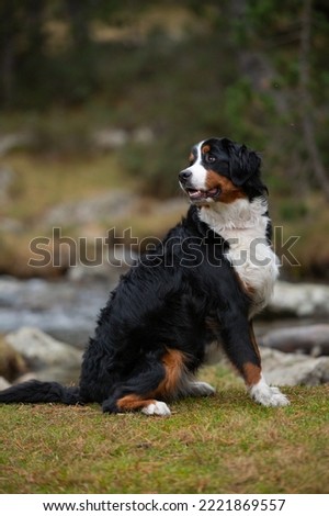 Portrait of a bernese mountain dog outdoor.