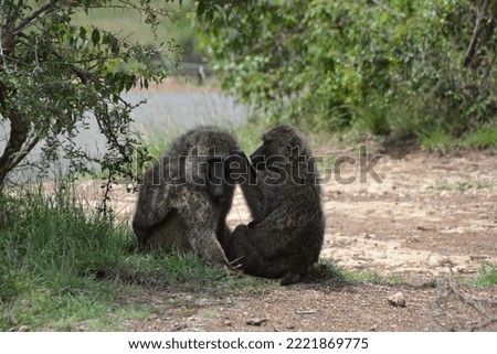 Baboons  picking fleas on each other