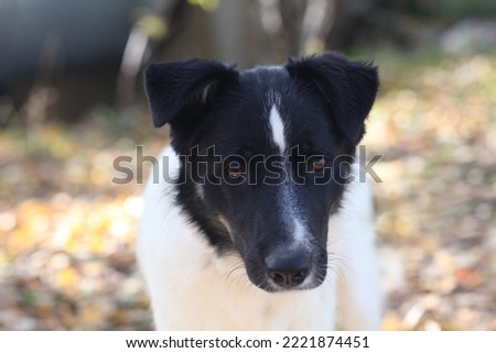 black and white laika dog close up photo on green grass background