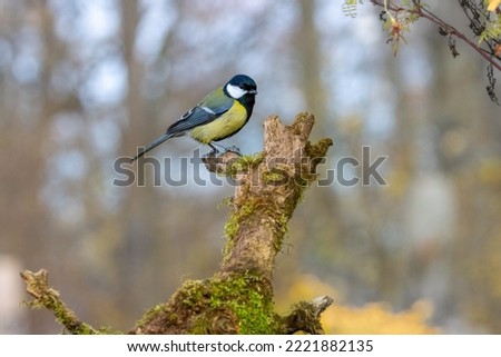 A small Great tit bird on a twig with blurred out background. shallow depth of field