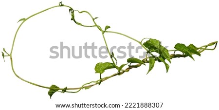 vine plant climbing isolated on white background. Clipping path                               