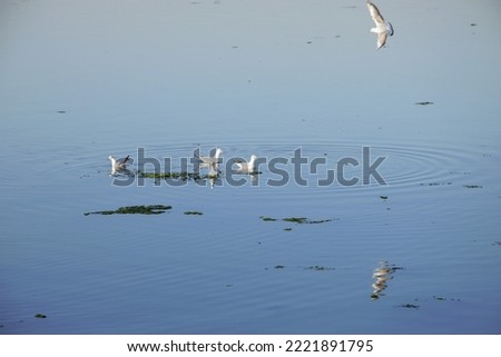 Picture of seagulls spending time by the calm sea on a beautiful autumn morning.