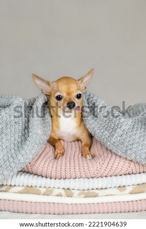 A red-haired chihuahua is basking in a warm and cozy knitted blanket. A small dog wrapped up in hand-knitted sweaters in cold winter weather. Europe, copy space for text