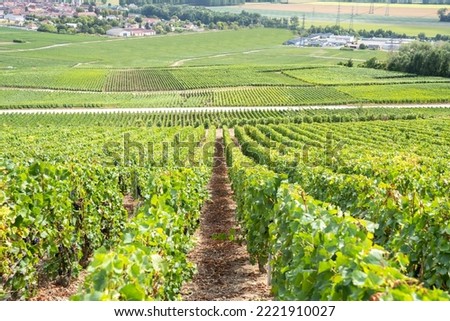 World famous Champagne vineyards in France