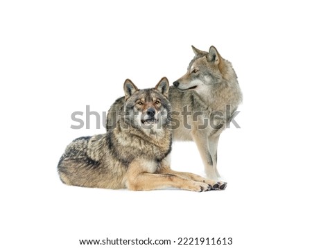 Standing gray wolf and she wolf in the snow in winter isolated on white background.