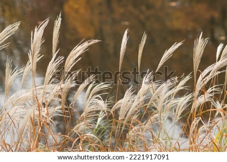 Decorative feather grass, reeds or Cortaderia feather with beige and fluffy ears over the lake in autumn city park.
