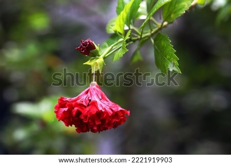 Hanging wilted red hibiscus flower and bud on a branch with bokeh background