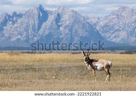 Pronghorn Antelope Buck in Grand Teton National Park Wyoming in Autumn Royalty-Free Stock Photo #2221922821