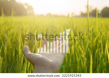 Close up hand holding showing a growing virtual hologram of rice stock graph in rice field with beautiful sunset, Business and Data analysis of Stock.