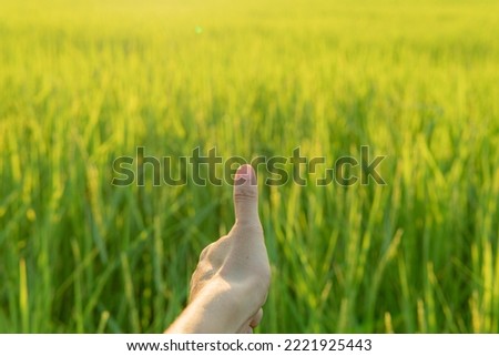 Close up hand showing Ok sign with thumbs up in rice field with beautiful sunrise