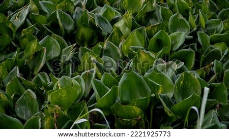 Eichhornia crassipes or water hyacinth plant that covered the water surface - Foliage background