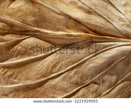 The texture of a dry yellow leaf.  Close-up of a dried plant leaf with a pronounced texture, selective focus - Abstract natural textured background