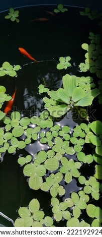 Koi comes from Japanese which means carp or less means carp that is embroidered with gold or silver. In Japan, koi become a kind of symbol of love and friendship.  