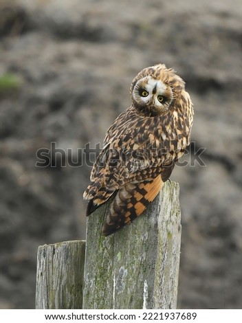 Beautiful short-eared owl turns its head upside down.
