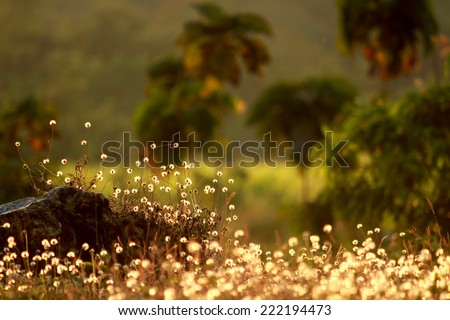 Grass flower field on sunlight