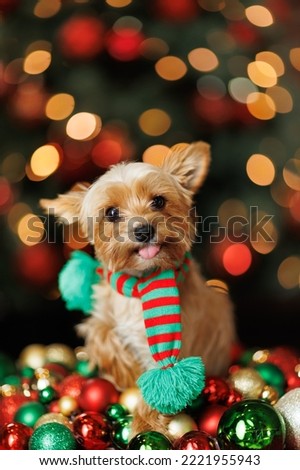 Puppies in scarves with Christmas lights