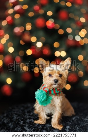 Puppies in scarves with Christmas lights