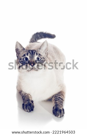 Thai purebred cat on a white background. Portrait of a lying cat. A Thai-bred kitten. Small cat with blue eyes. The cat looks up.