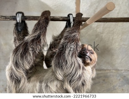 sloth hanging from a branch in front of a wall in a zoo