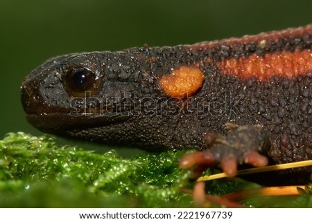 Closeup on a gorgeous juvenile of the endangered Chinese Red-tailed Knobby Newt , Tylototriton kweichowensis on green moss