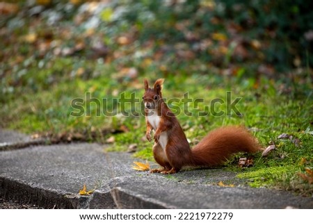 squirrels in a park searching for food, preparing for winter