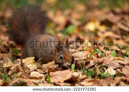 squirrels in a park searching for food, preparing for winter