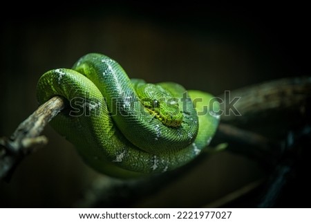 The green tree python is a species of snake in the family Pythonidae. The species is native to New Guinea, some islands in Indonesia, and the Cape York Peninsula in Australia