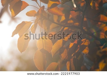 close-up blurred abstract natural background of pear  Autumn red yellow leaves tree,   blue sky  background nature concept beautiful